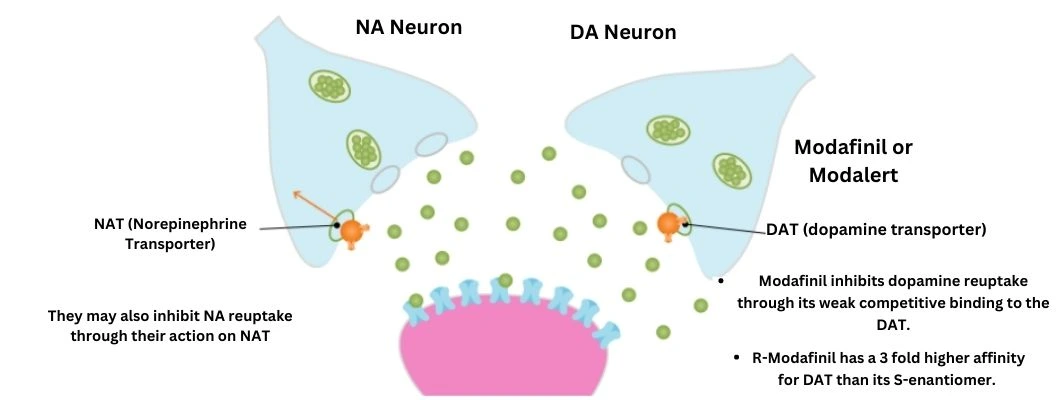 Modafinil Do To The Brain