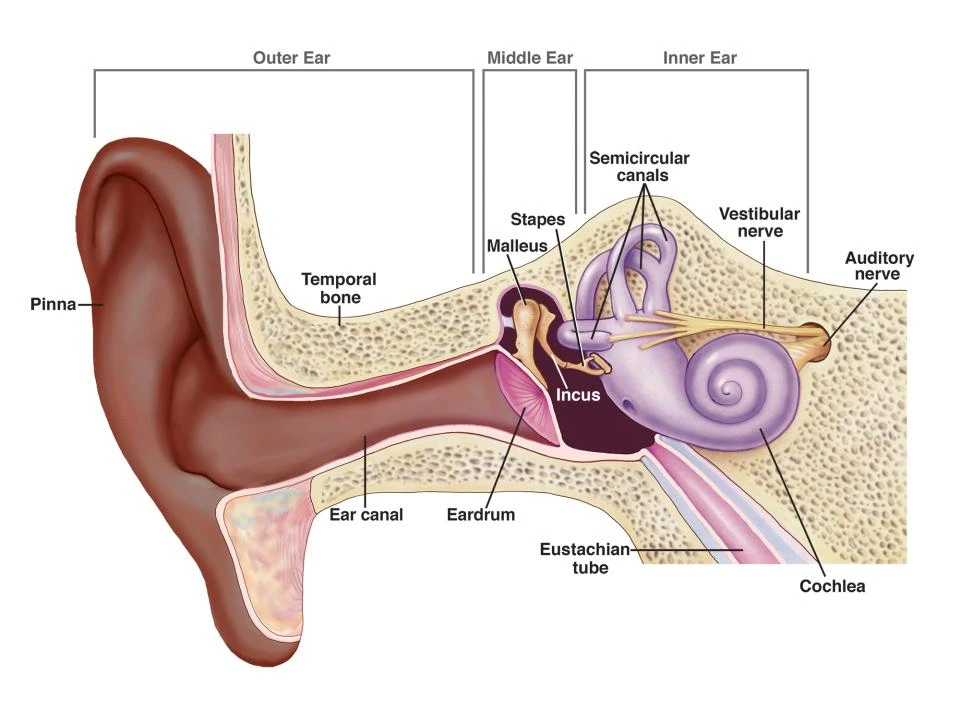 nidcd-ear-illustration